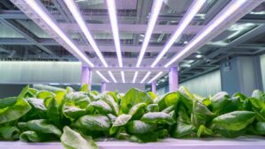 Illuminating Growth: The Science and Application of Modern Plant Lighting in Horticulture